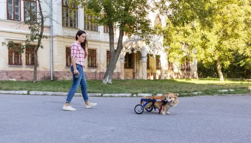 Jak zrobić wózek inwalidzki dla psa - praktyczne porady i instrukcje